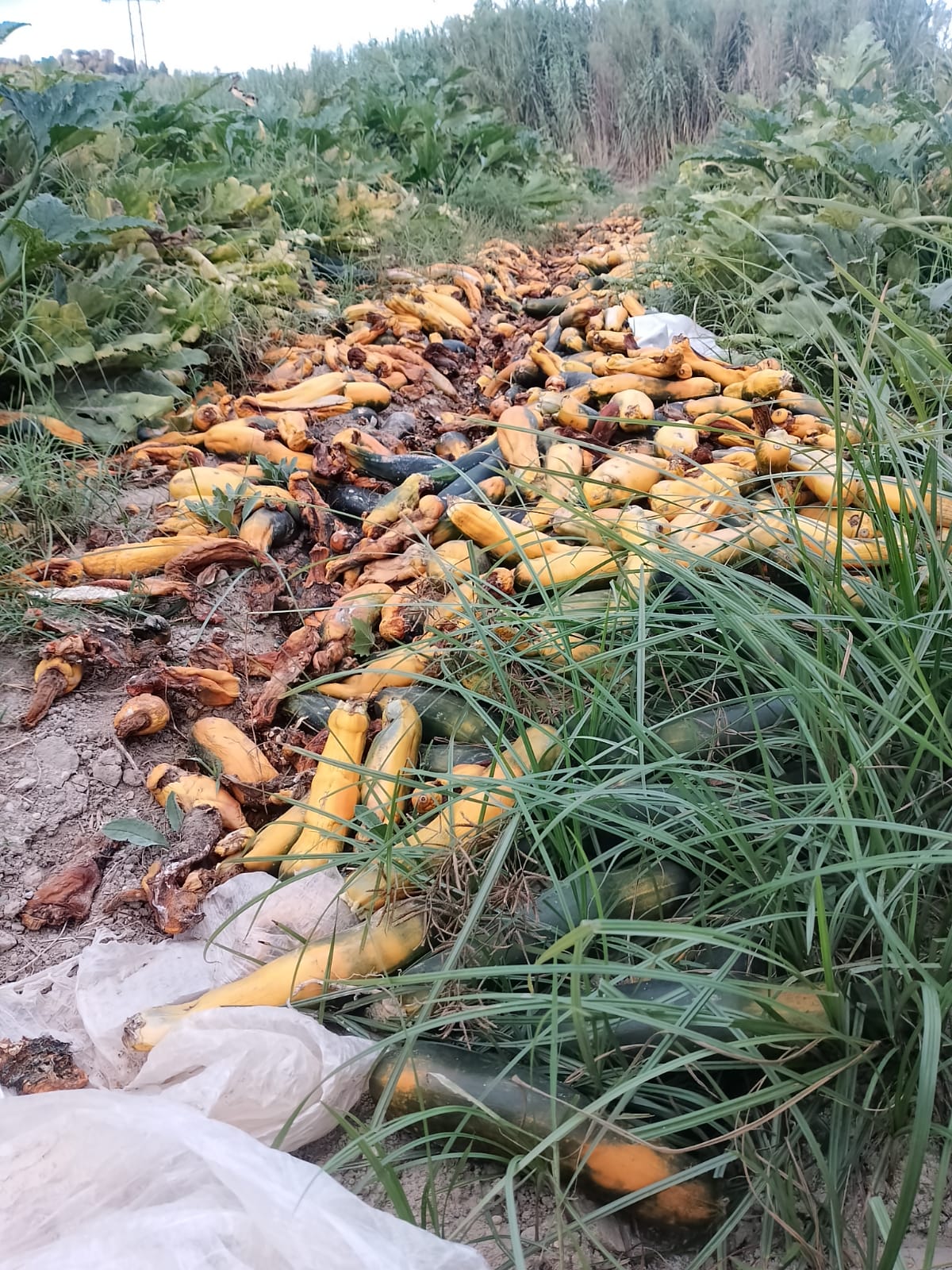 Gran quantitat de carbassons abandonats en cada fila de carbassoneres